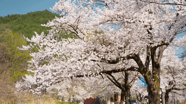 Cherry blossoms lining a street