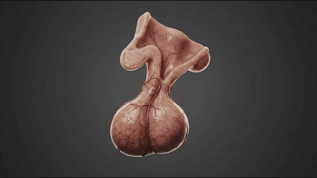 3D model of male reproductive organs