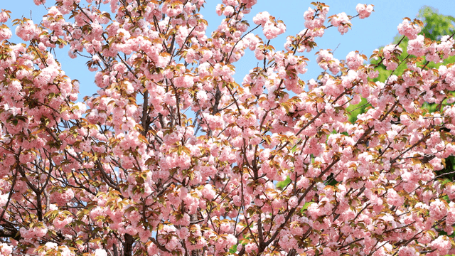 Cherry blossoms in full bloom under a clear sky