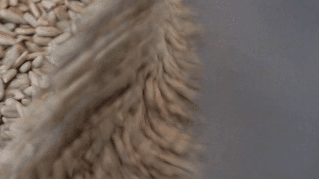 Sunflower seeds being roasted in pan