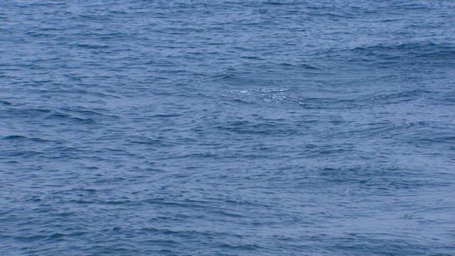 낚싯줄에 걸린 물고기가 보이는 바다