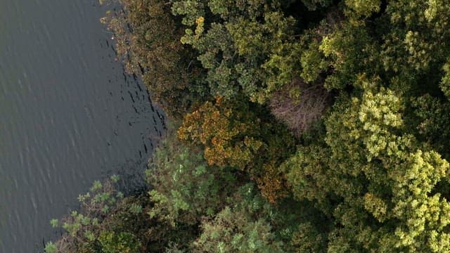 Lush forest by a calm river