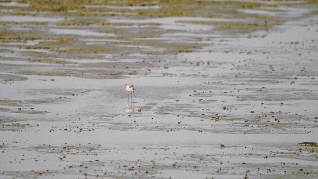 Sandpiper busily foraging on the muddy tidal shore
