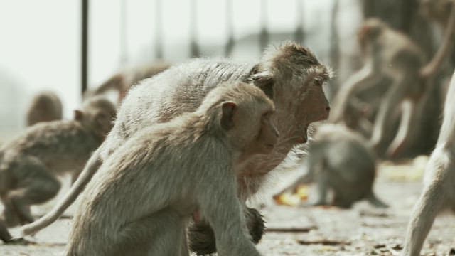 Monkeys Fighting on the Ground