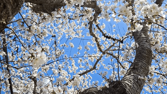 맑은 하늘 아래 핀 벚꽃