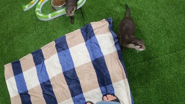 Playful otters enjoying their indoor habitat