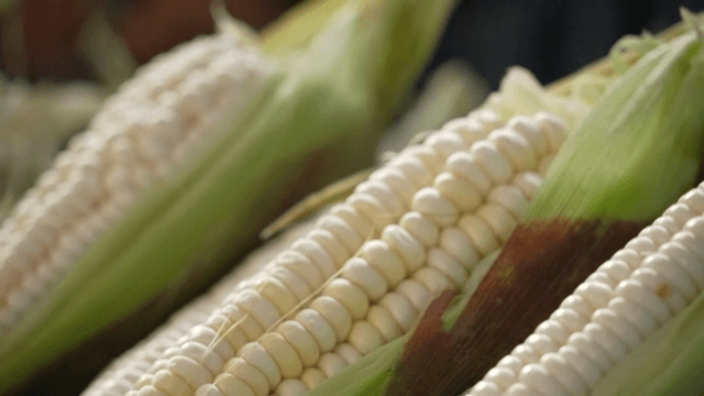 껍질이 있는 신선한 옥수수 근접 촬영