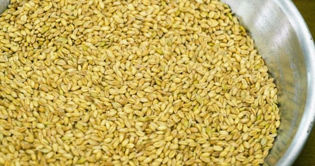 스테인리스 대야에 가득 담긴 보리알