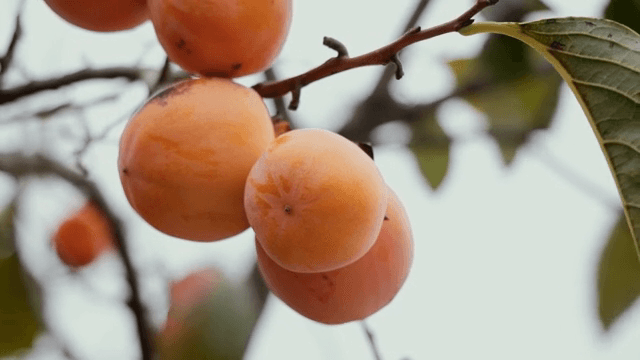 나무 가지에 매달린 잘 익은 감
