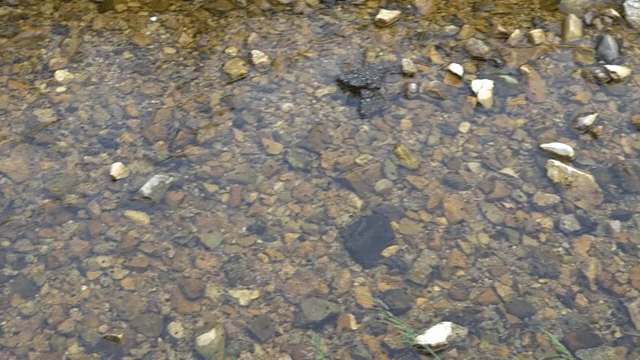 Clear stream with visible pebbles