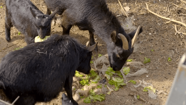 풀을 먹고 있는 흑염소들