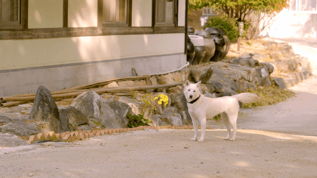 White dog standing in country yard