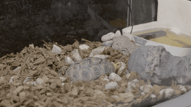 Turtles resting in enclosure