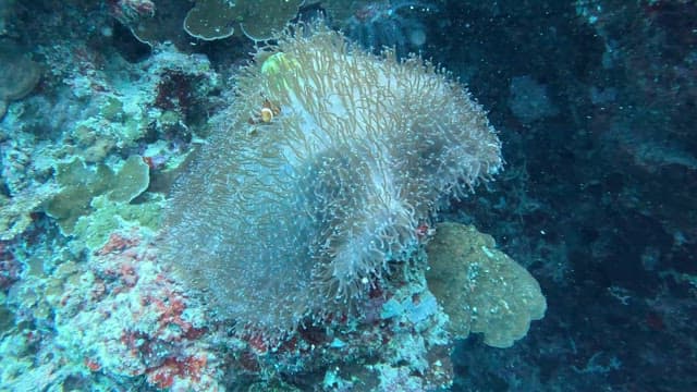 Clownfish swimming among sea anemones