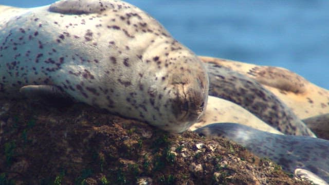 바다 근처 바위 해변에 쉬고 있는 물범