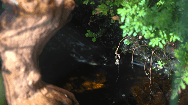 Close-up of green plants by a pond