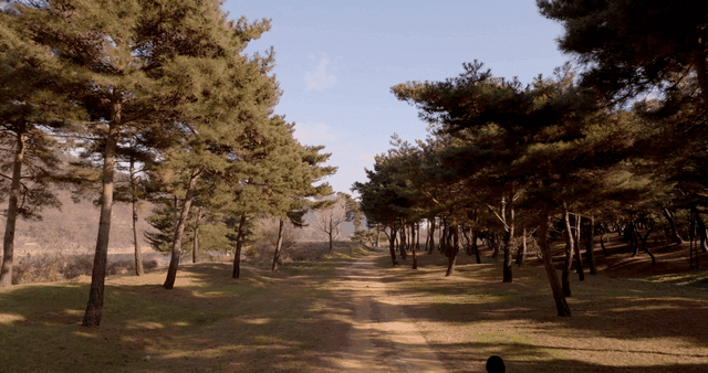 A person walking on a forest path