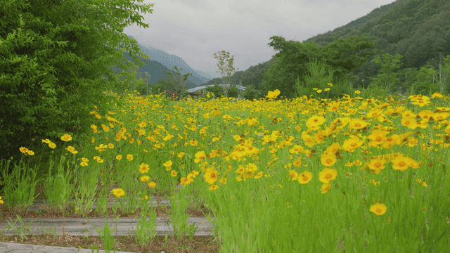 노란 야생화가 만발한 들판