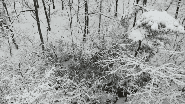 Snow-covered forest with bare trees