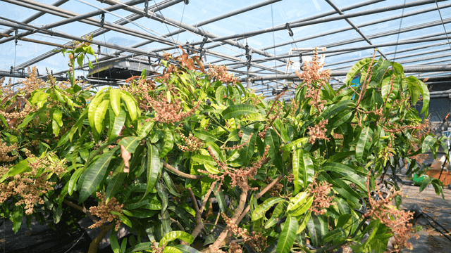 Greenhouse with lush mango trees