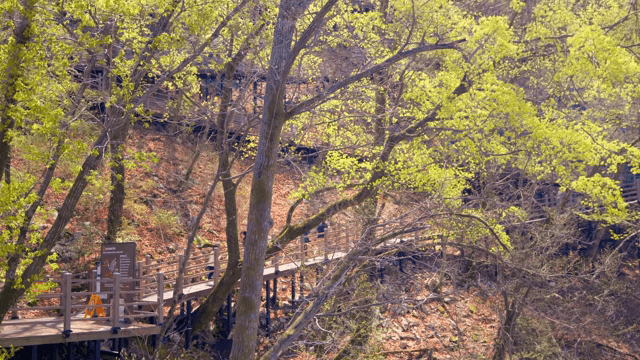 푸른 숲 속의 나무 산책로