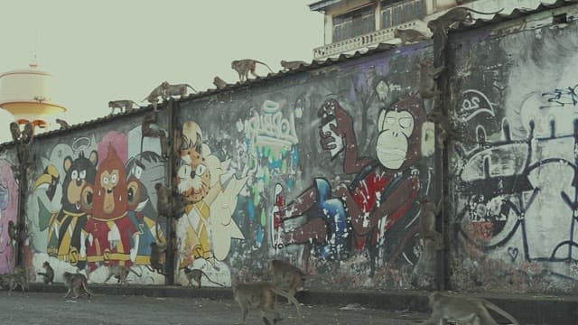 Monkeys Passing by a Wall with Graffiti