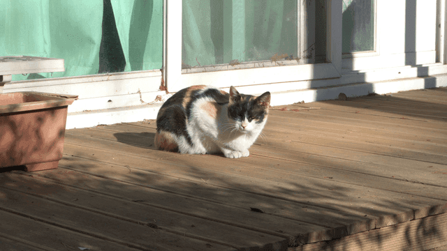 Cat resting on wooden deck