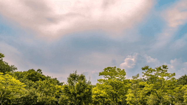Lush green forest under a blue sky