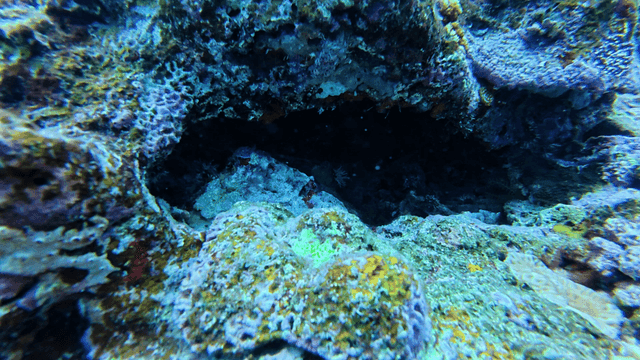 Colorful coral reefs where fish are hiding