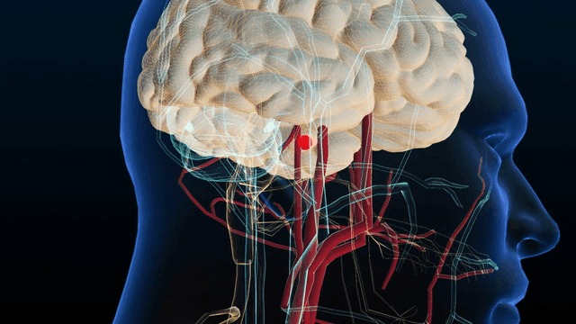 Hippocampus region of human brain anatomy