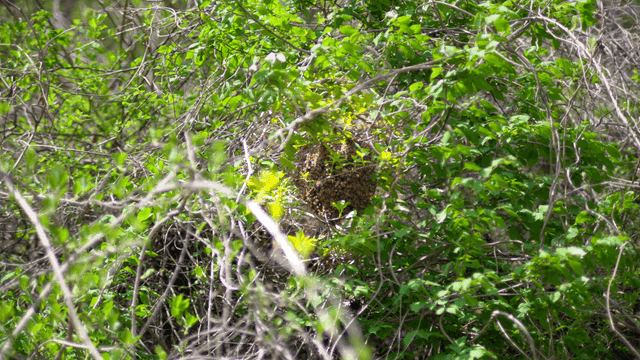 푸른 잎 위를 나는 벌들과 벌집
