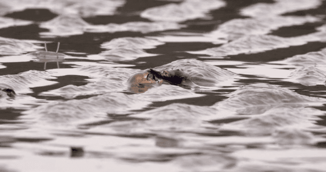 진흙 해안에서 움직이는 게들