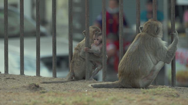 Monkeys Sitting by Railings in Urban Area