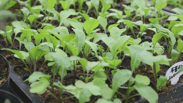 트레이에서 자라는 어린 묘목