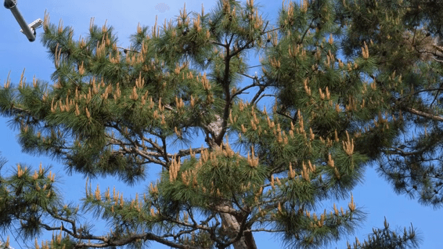 Pine tree branches against a clear sky