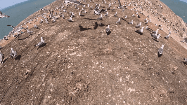Seagulls flying over a coastal cliff