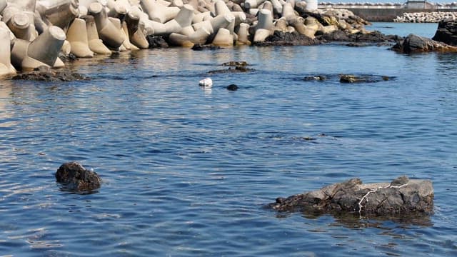 방파제 근처 바다의 잠수부