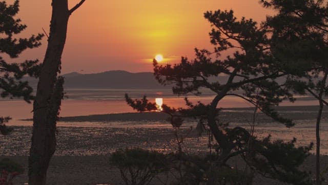 나무가 있는 고요한 해변의 일몰