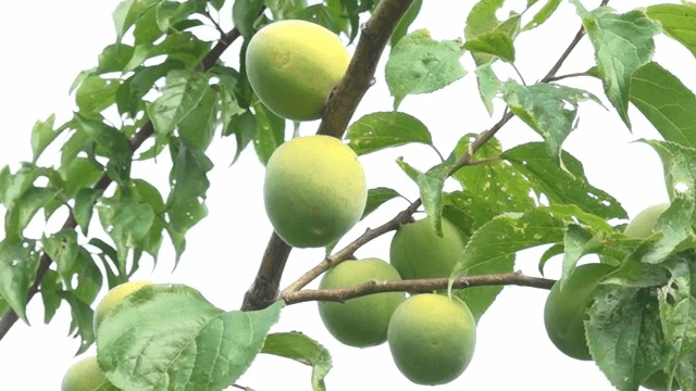 나뭇가지에 매달린 청매실