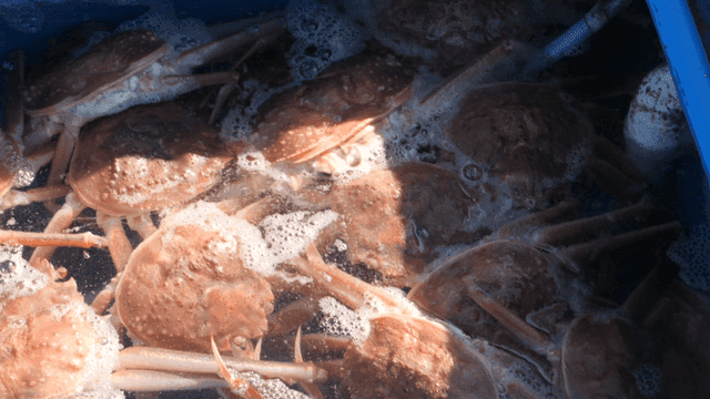 거품이 이는 물속의 탱크에 있는 게들