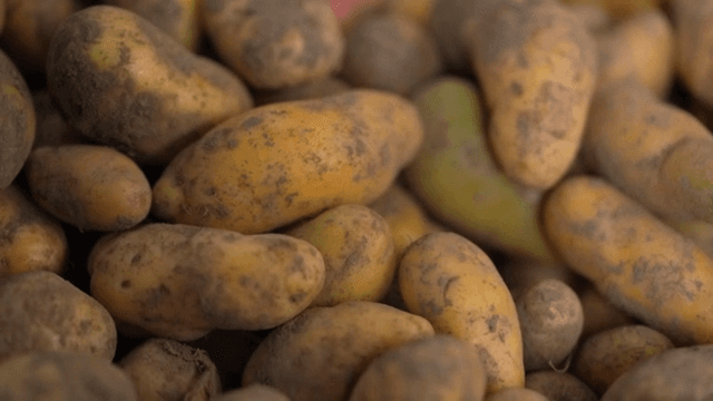 흙이 묻은 갓 수확한 감자