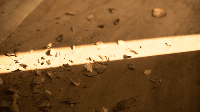 나무 표면에 흩어진 나무 조각들