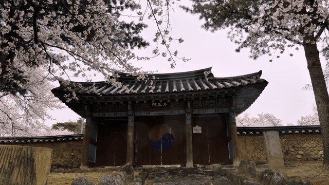 벚꽃이 핀 전통 한옥