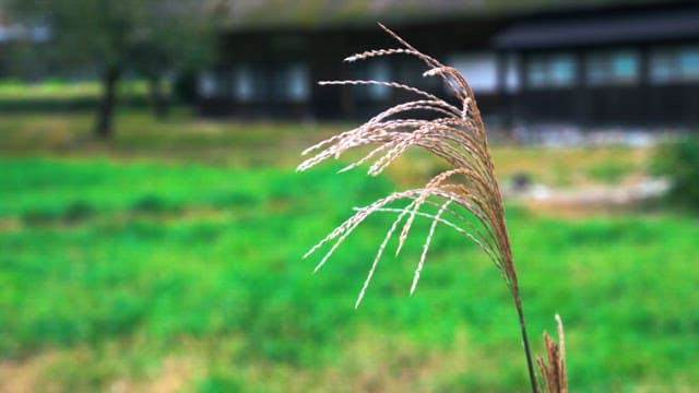 Reeds Fluttering in the Wind in Serene Countryside Scene