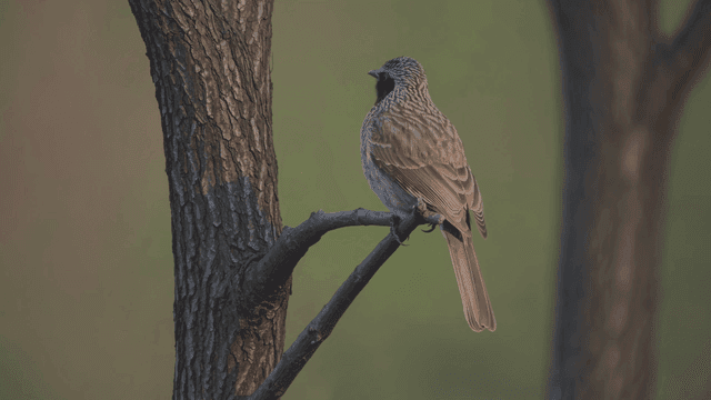 Bird sitting on tree branch