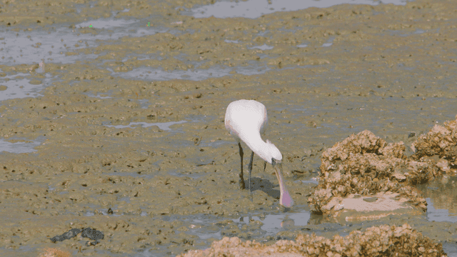 Spoonbill walking through the muddy tidal flat