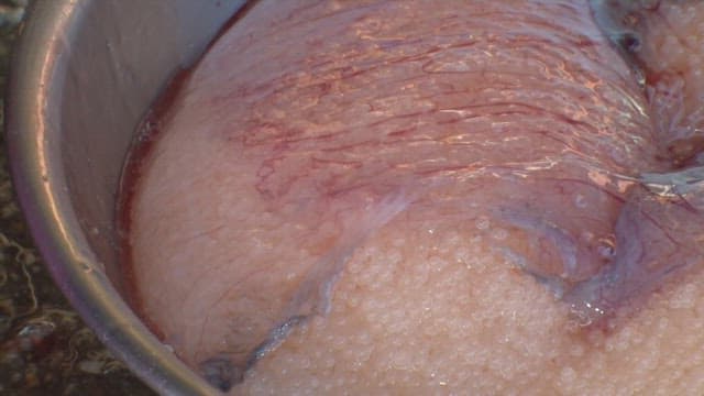 스텐 대야에 담겨있는 물고기 알