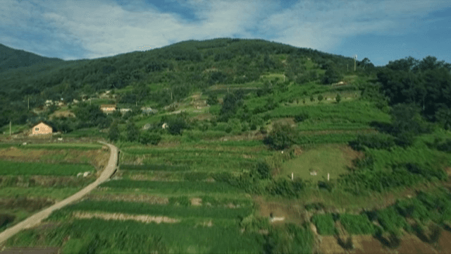 Lush green fields on a hillside