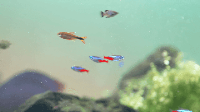 Colorful tropical fish swimming in aquarium