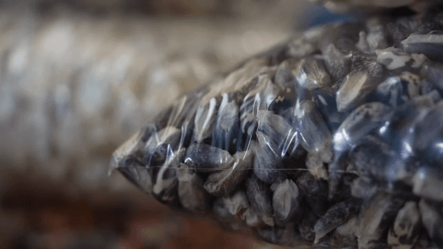 비닐봉지에 담긴 다양한 옥수수 알갱이